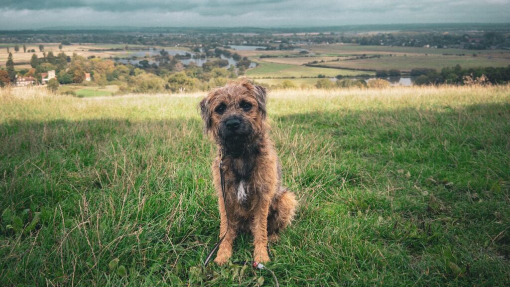 border terrier
