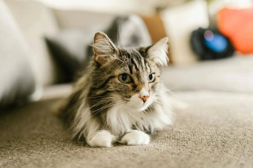 maine coon