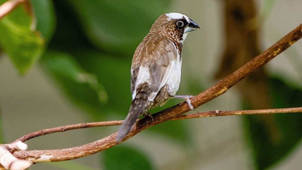 Society Finch