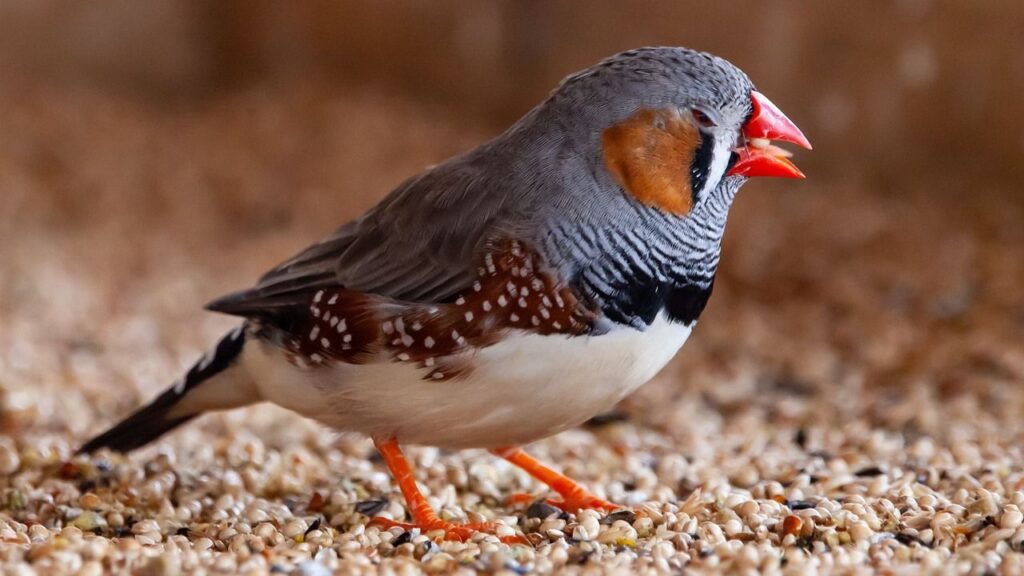 Zebra Finch