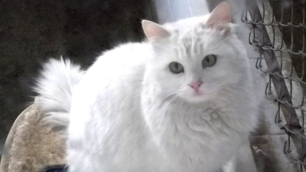 Turkish Angora