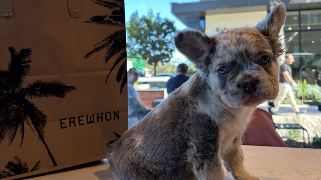 fluffy french bulldog