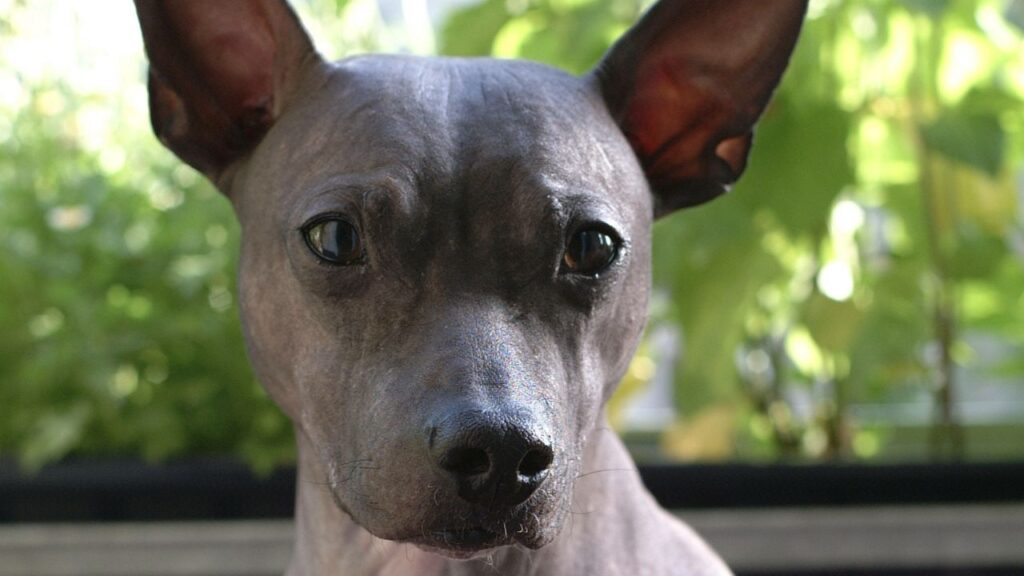 American Hairless Terrier