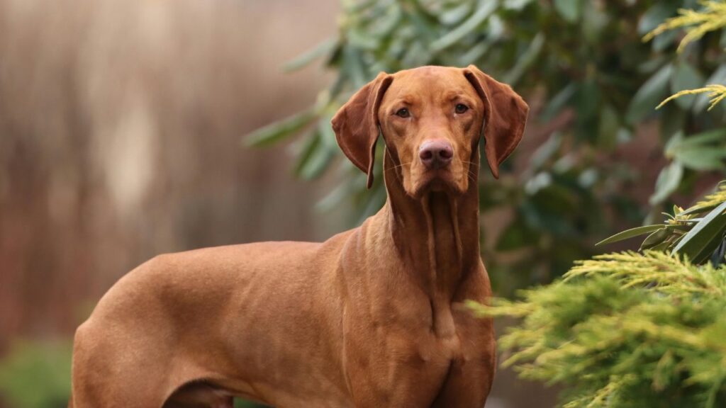 Vizsla