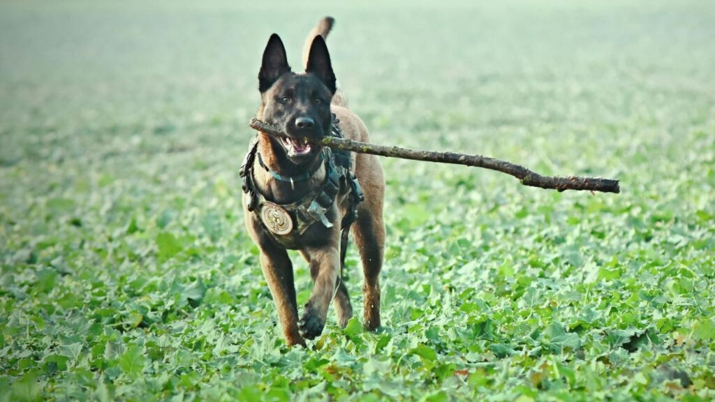 Belgian Malinois