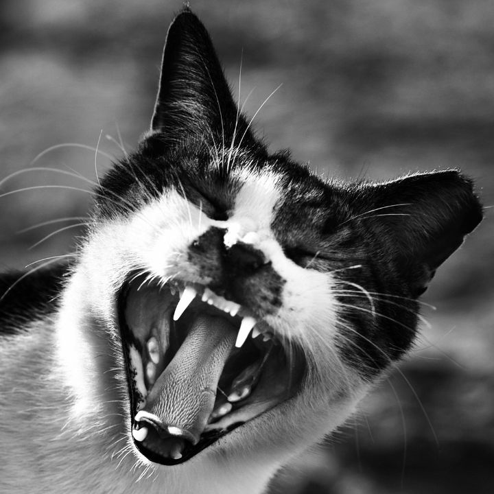 Frans Van Heerden/Pexels