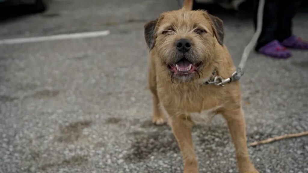 border terrier