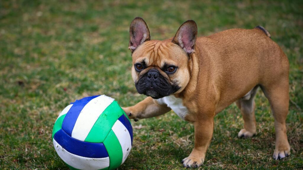 french bulldog