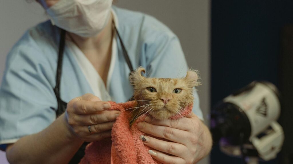 cat at vet