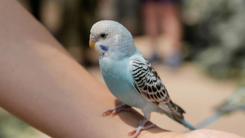 Lineolated Parakeet