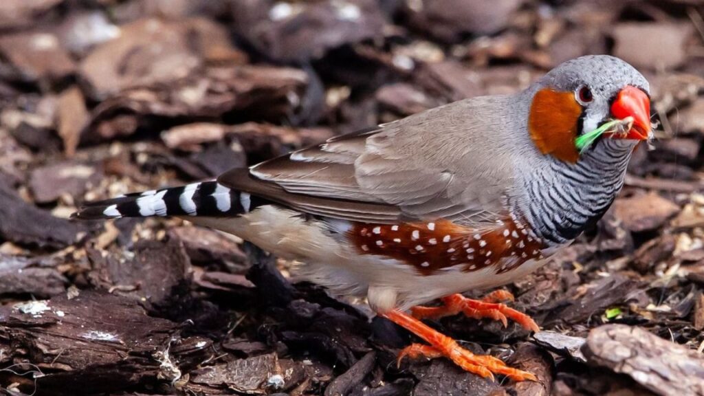 Zebra Finch