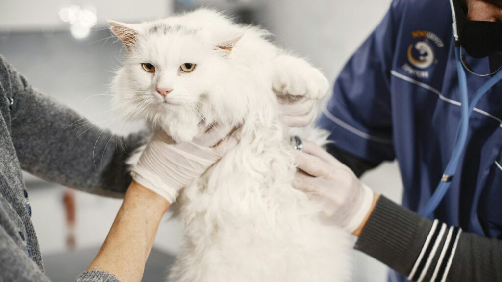 cat with vet