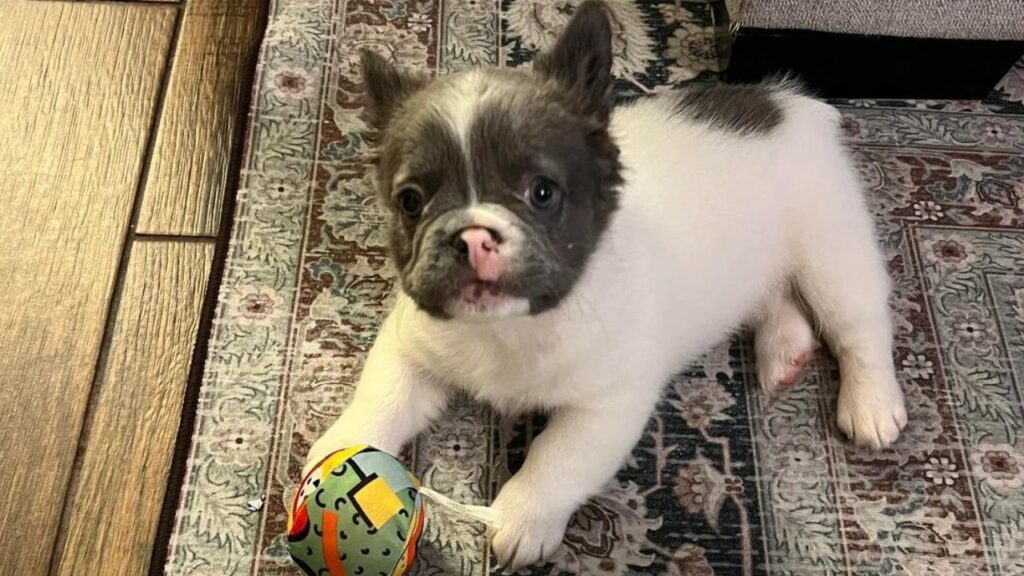 french bulldog