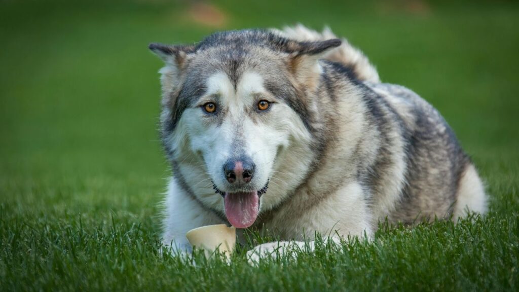 Alaskan Malamute