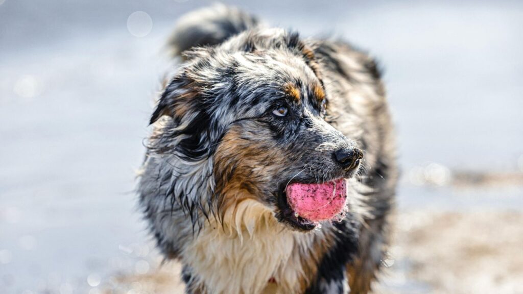 Australian Shepherd with ball