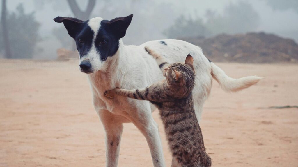 cat and dog playing