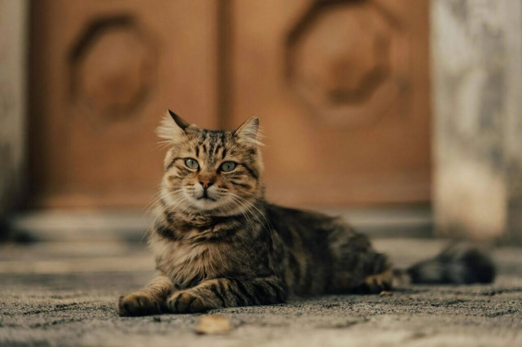 maine coon