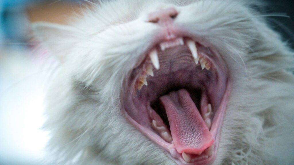 cat teeth