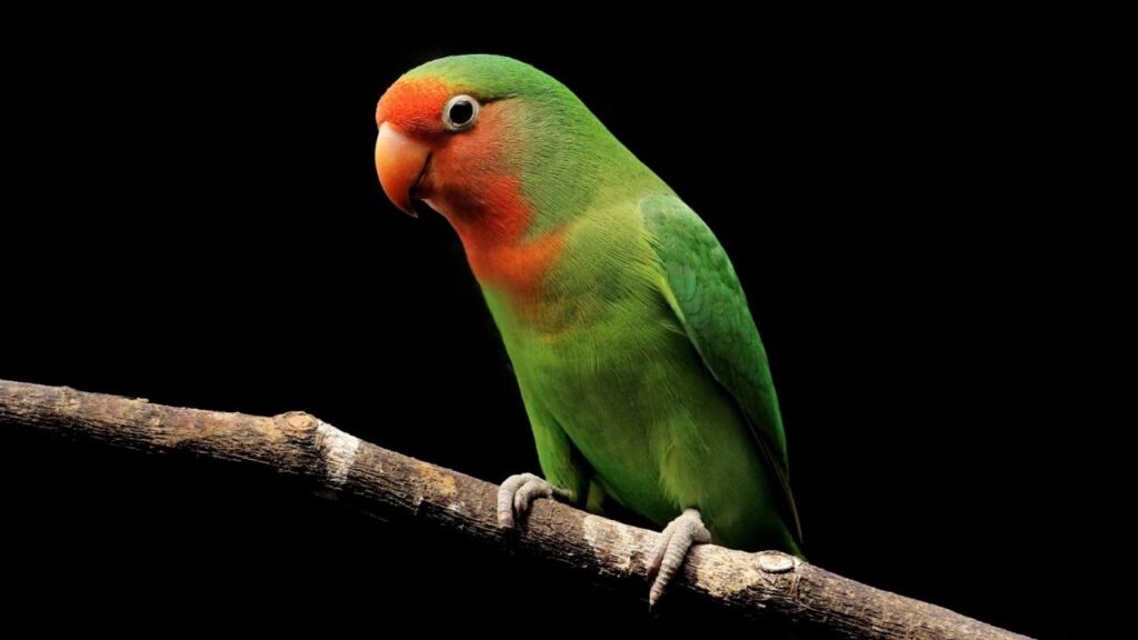 Lovebird (Peach-Faced)