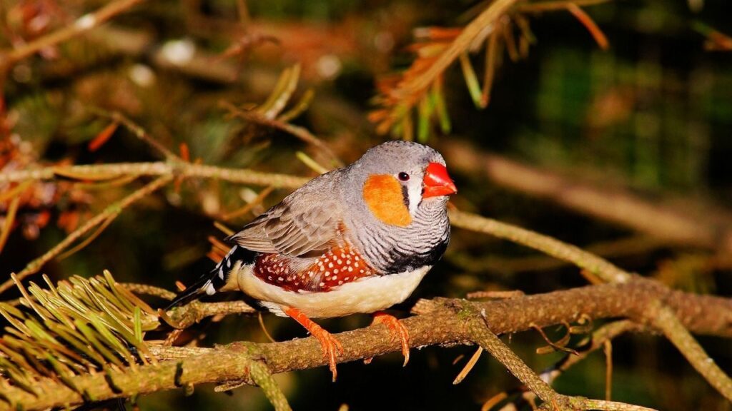 Zebra Finch