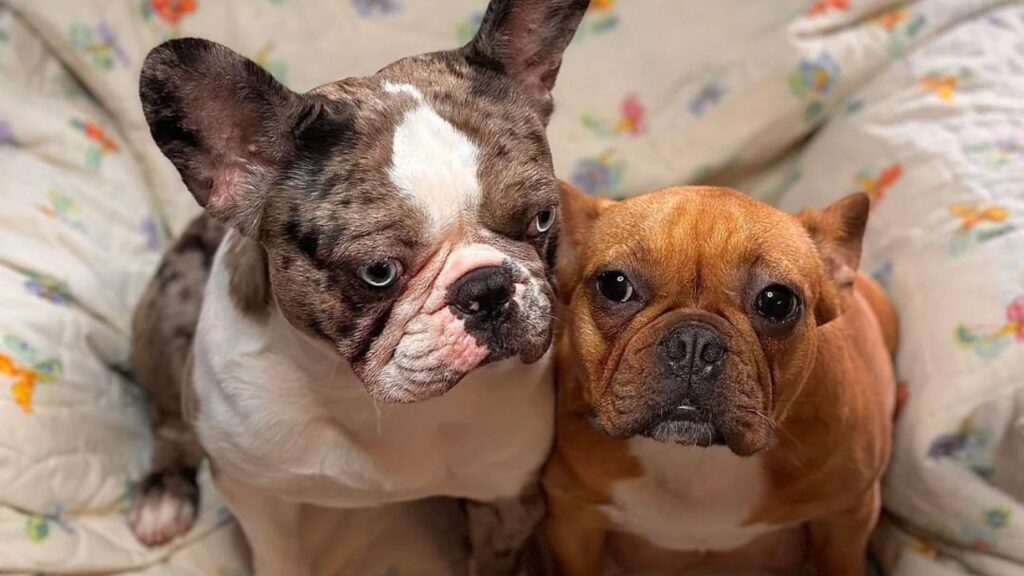 french bulldogs multiple colors