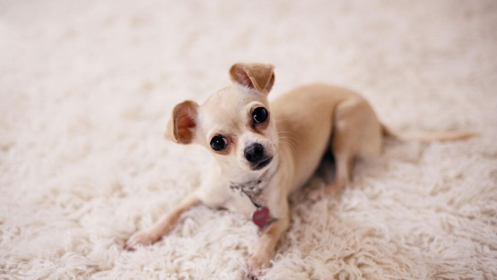 Hairless Chihuahua