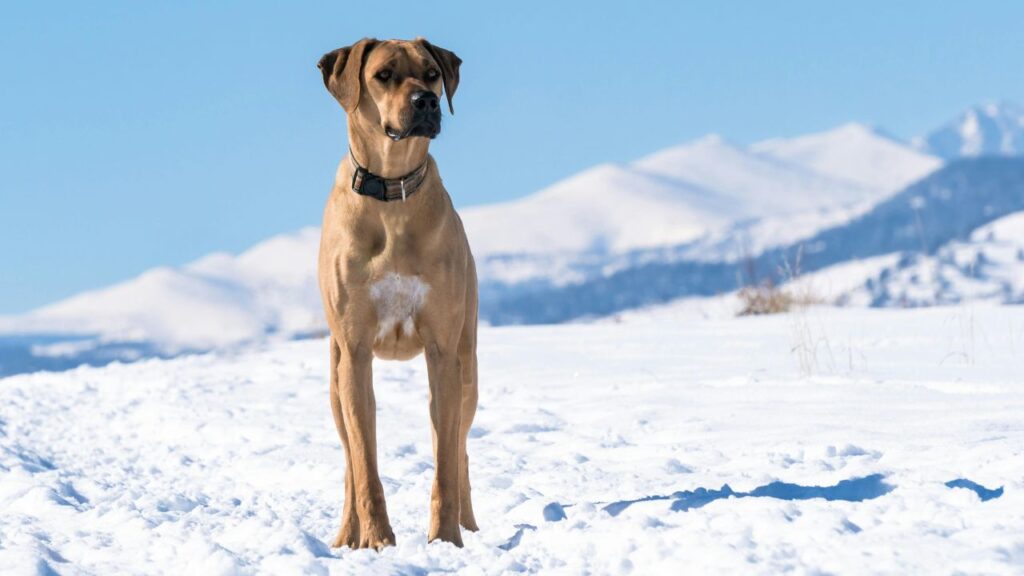Rhodesian Ridgeback