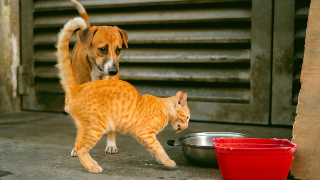 cat and dog eating