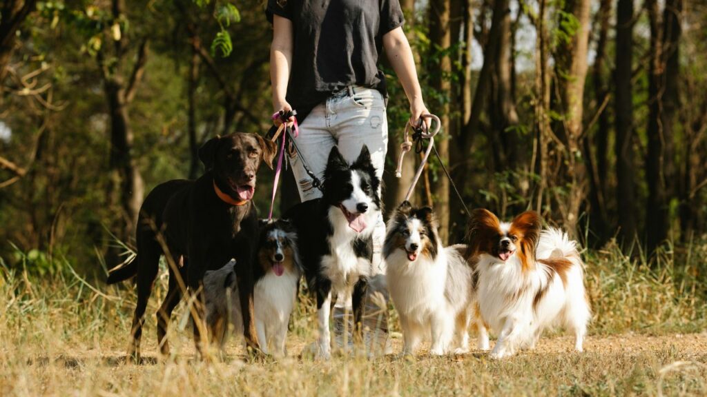 dogs of different breeds