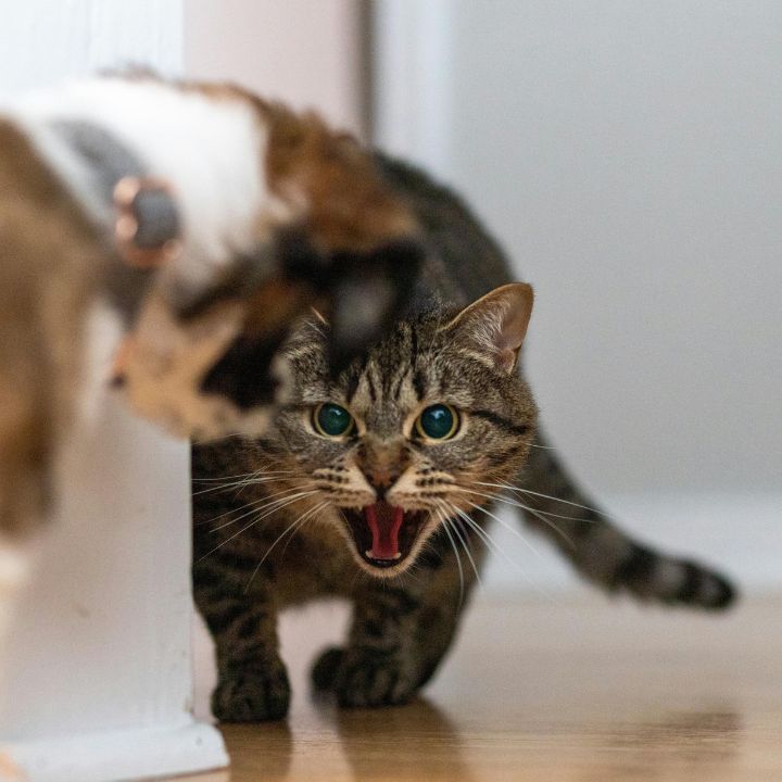 Micheal Morse/Pexels