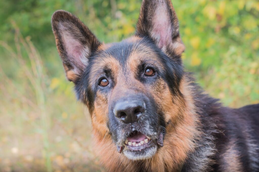 Surprised German Shepherd