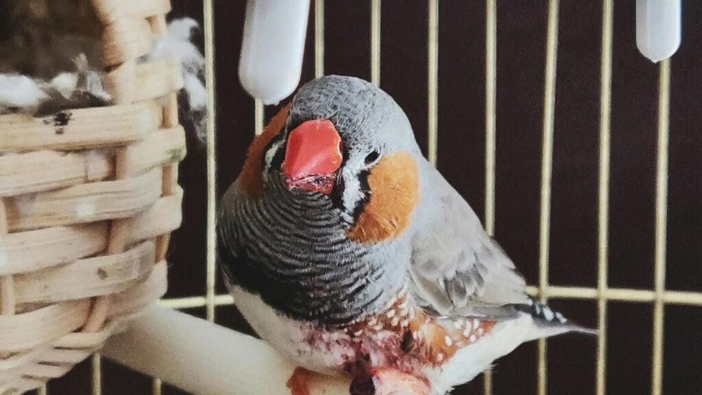 Zebra Finch