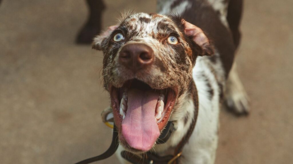 Catahoula Leopard Dog