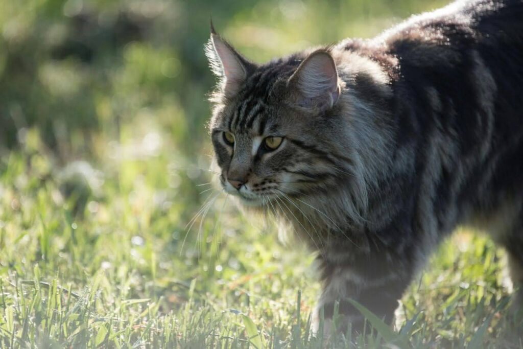 maine coon