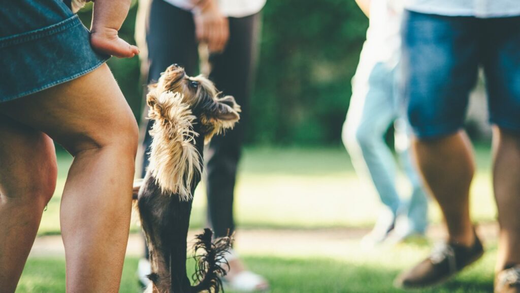 puppy playing