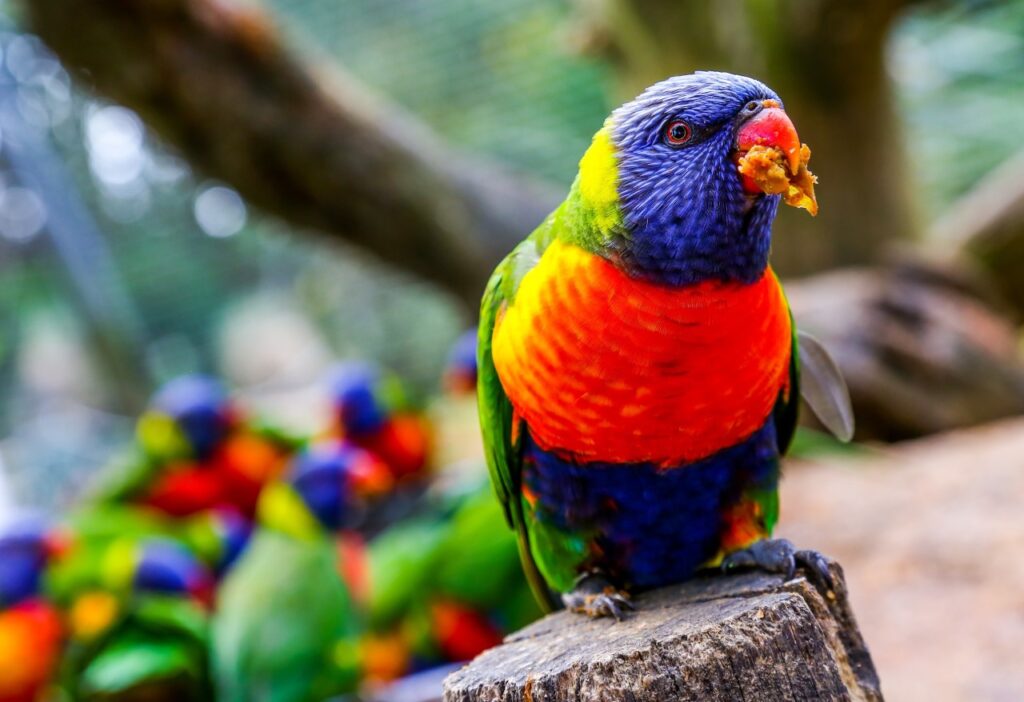 Parrot eating food