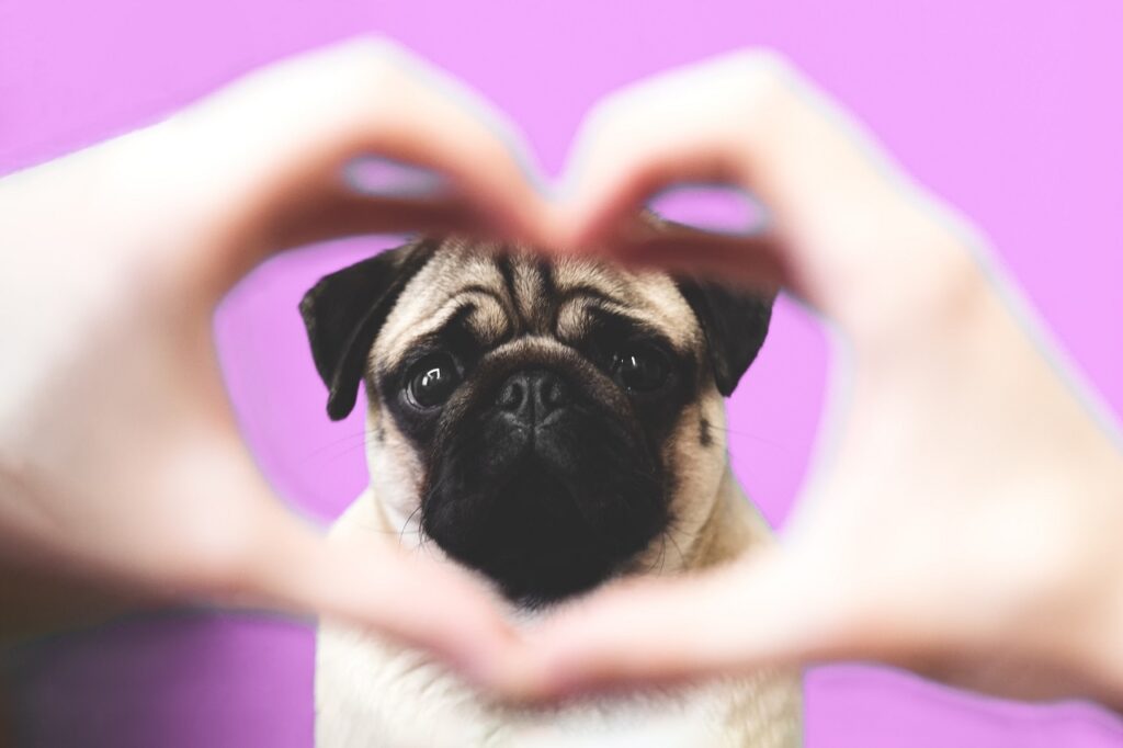 Pug through a heart shape made with hands