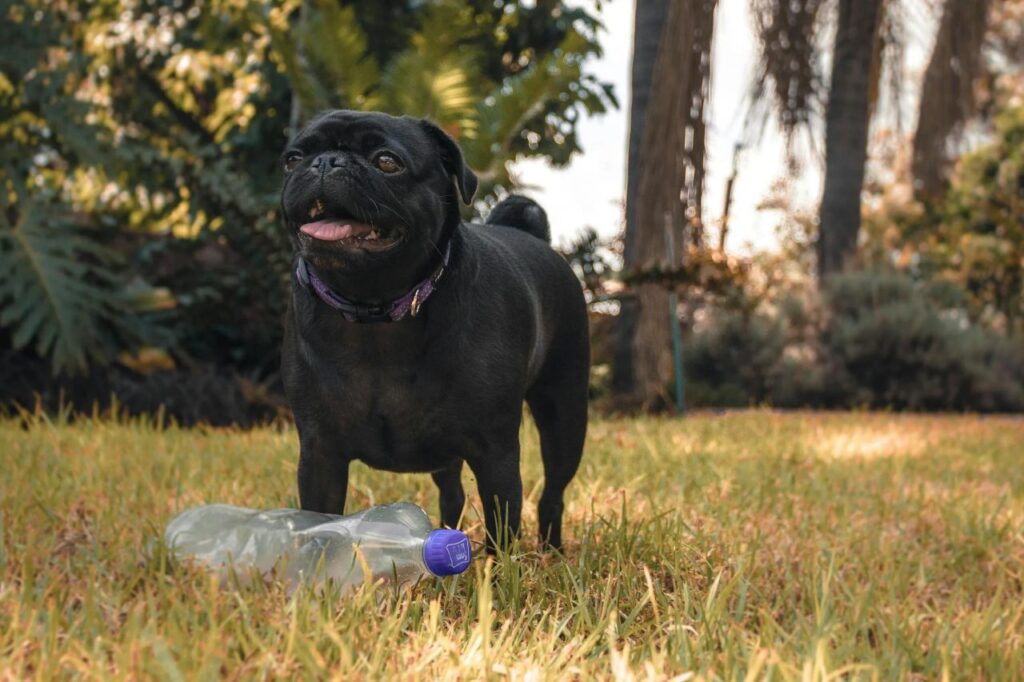 A black pug in a park