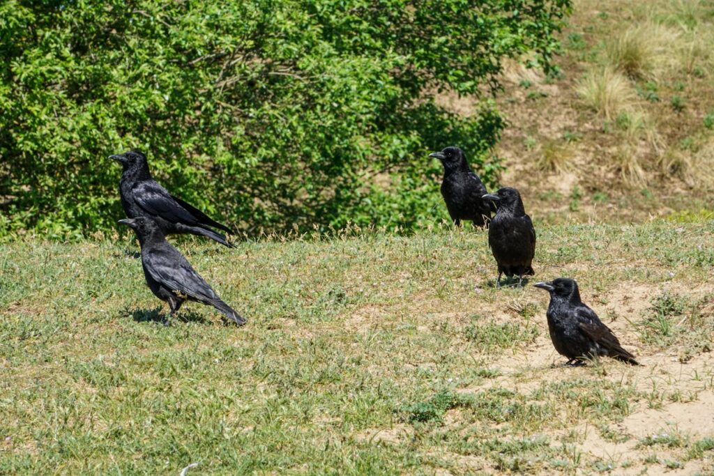 A group of ravens 