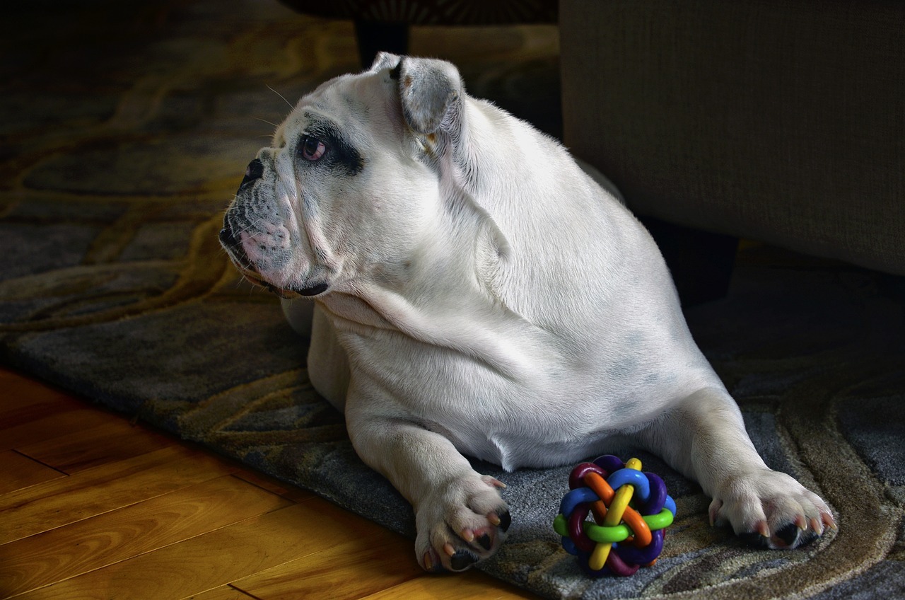 Bulldog with a toy