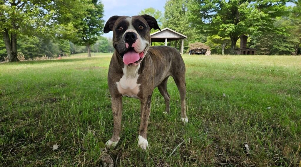 Alapaha Blue-Blood Bulldog