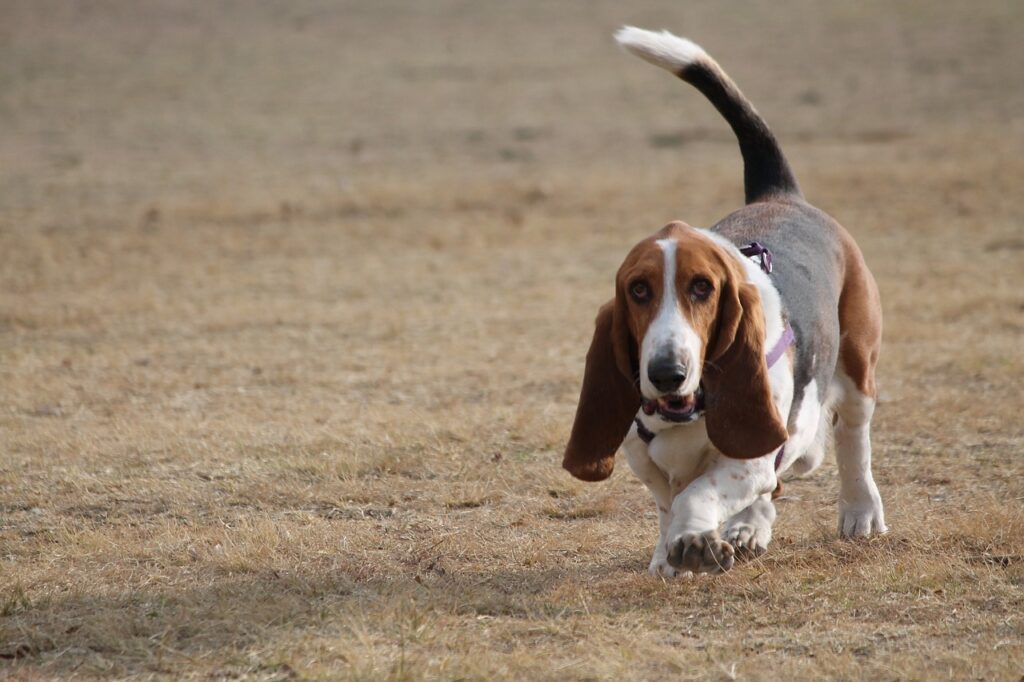 Basset Hound on a slight jog