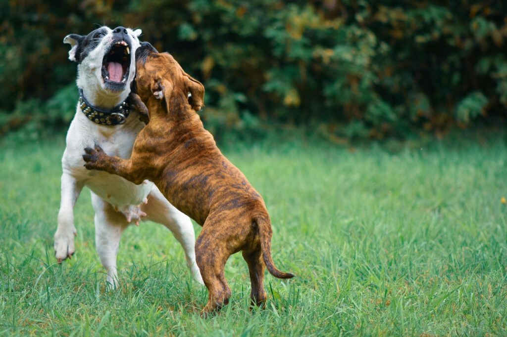 American Bulldog with other pet