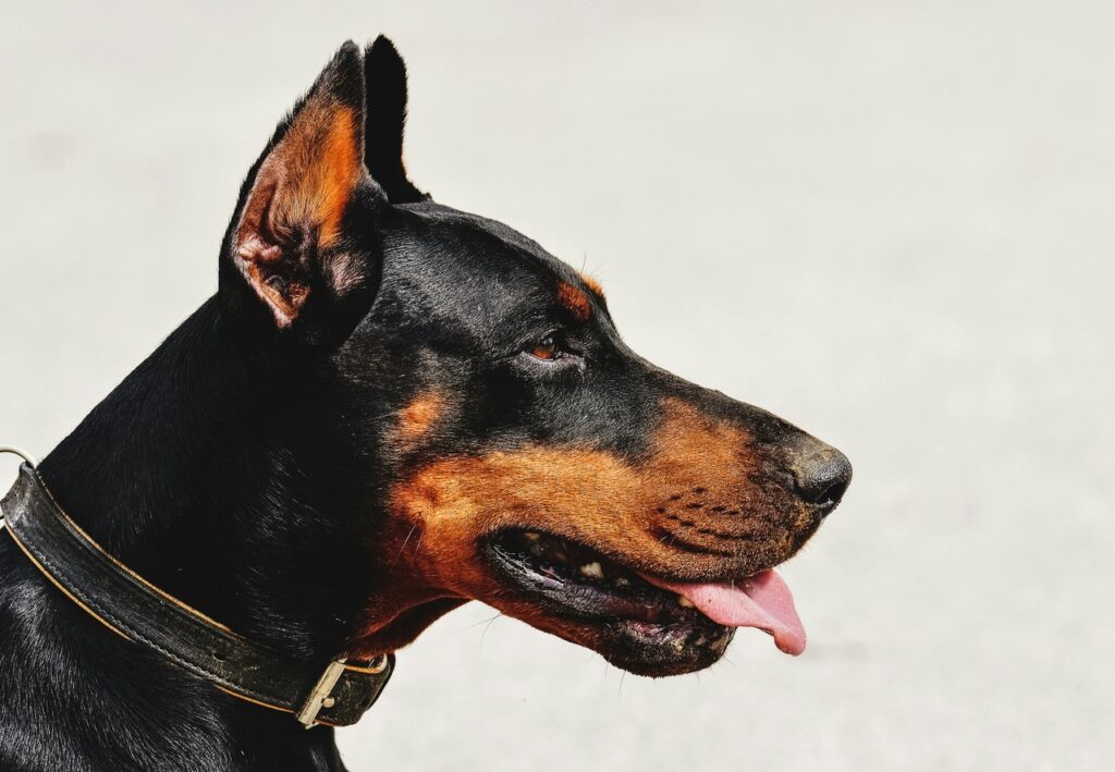 Closeup of a Doberman