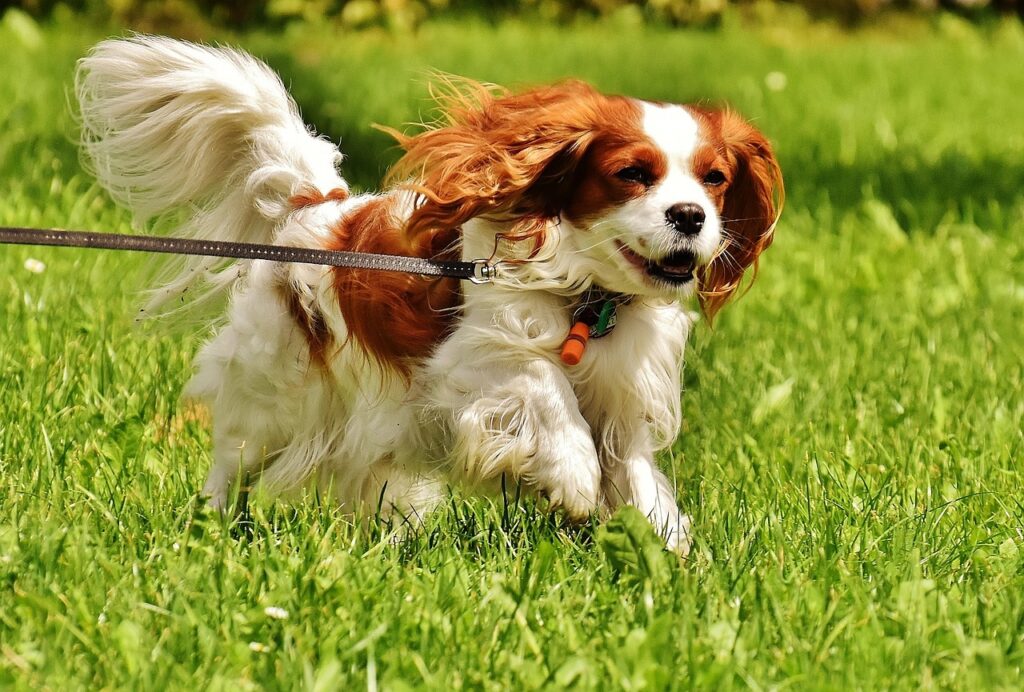 Cavalier King Charles Spaniel engaged in outdoor play
