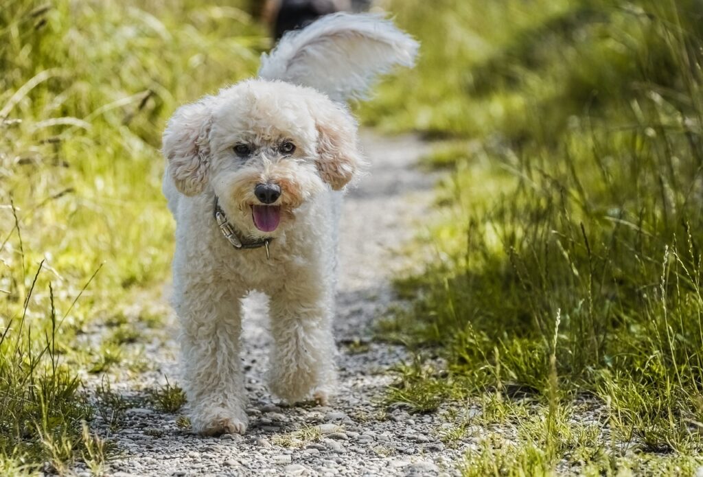 Poodle on a walk