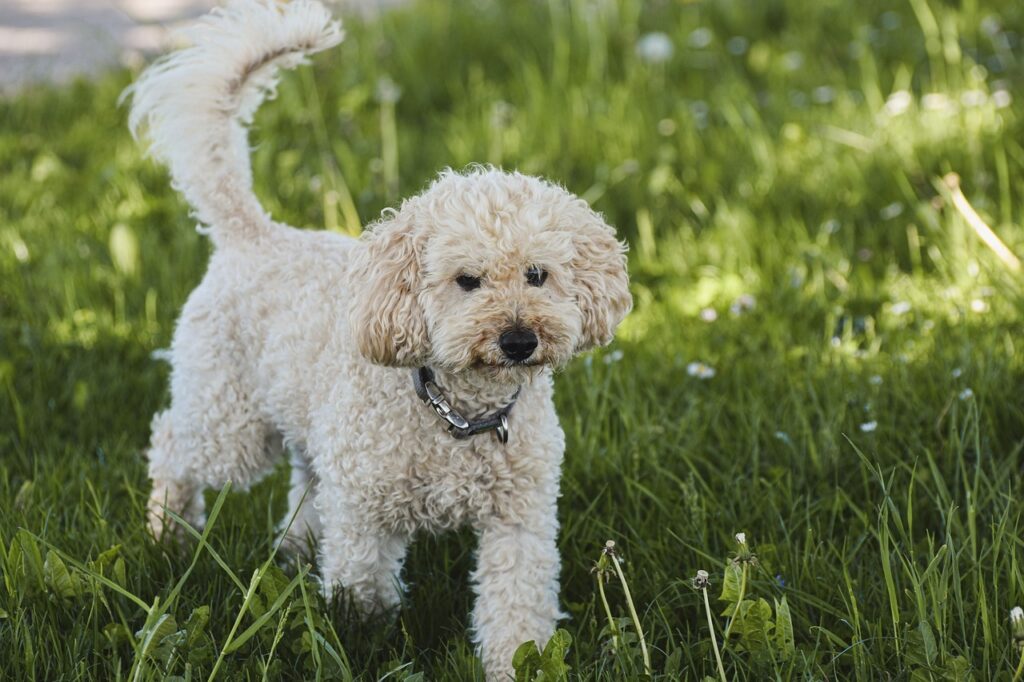 Poodle in a lawn