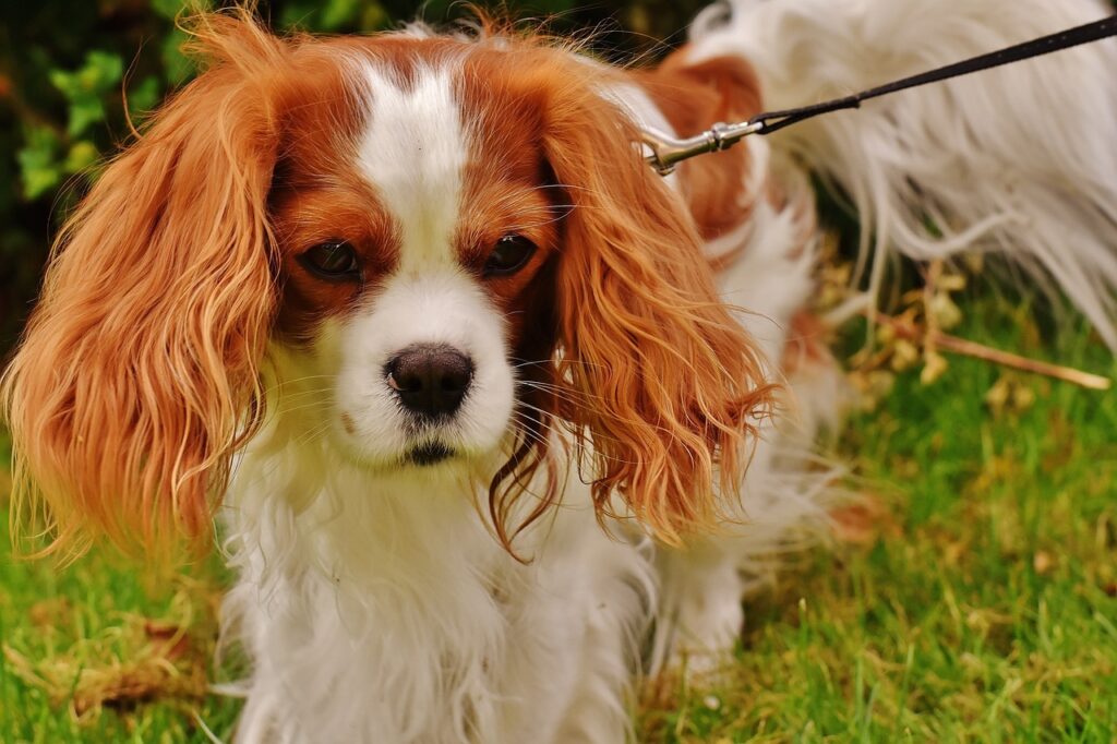 Cavalier King Charles Spaniel in a field