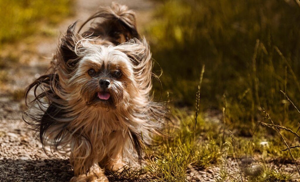 Yorkshire Terrier sprinting