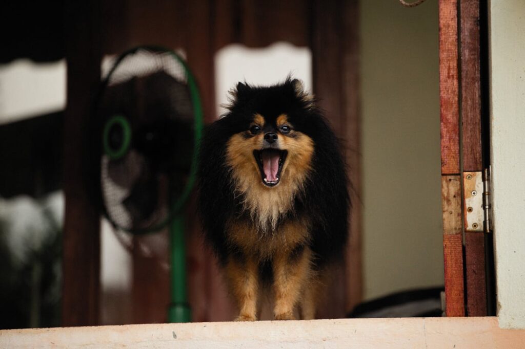 Barking Pomeranian